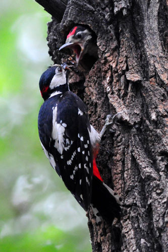 Love story of woodpecker couple