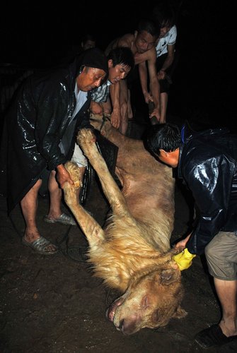 Zoo lion relocated before the flood