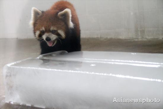 Zoo animals savor ice-cold treats