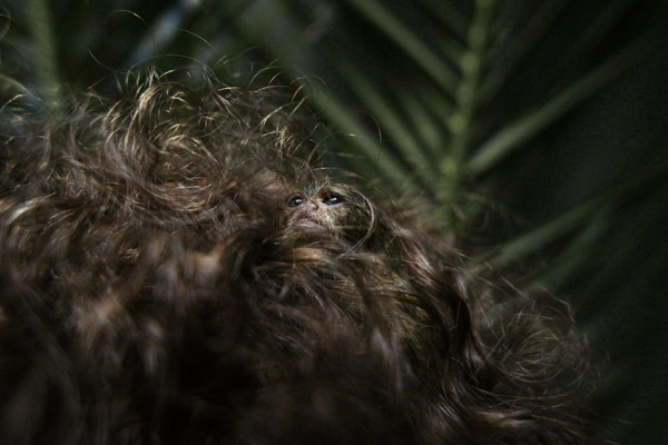 World's smallest monkey in danger of extinction