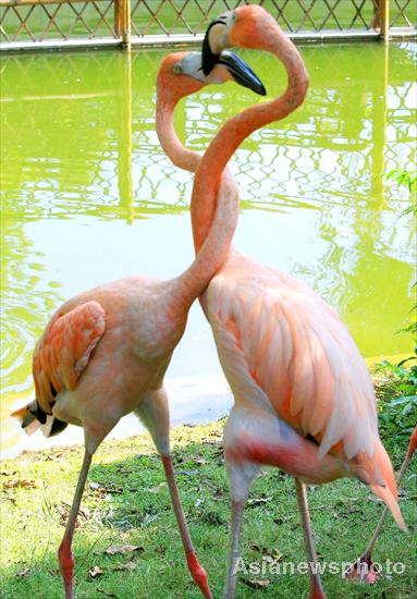 Flamingos in love
