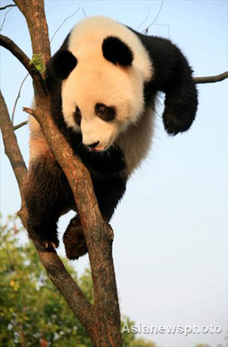 Pandas have fun in prolonged summer heat