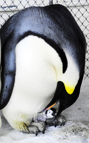 Emperor penguin hatched in Dalian