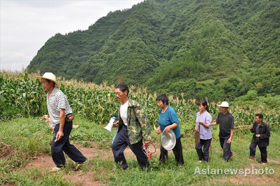 Villagers protect crops from wild boars