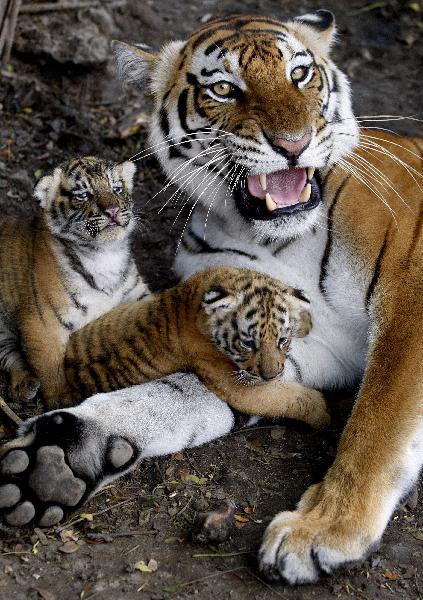 Cute tiger cubs and mother at animal refuge center