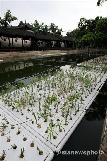 Plants growing on water help keep river clean