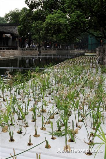 Plants growing on water help keep river clean