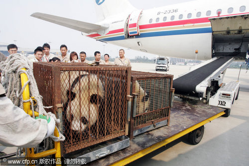 Giant pandas fly off to new life