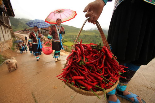 Red pepper competition in ethnic Miao village