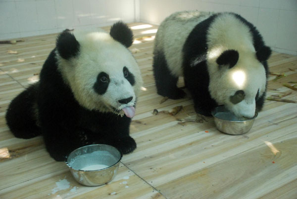 6 more pandas join their friends for Asiad
