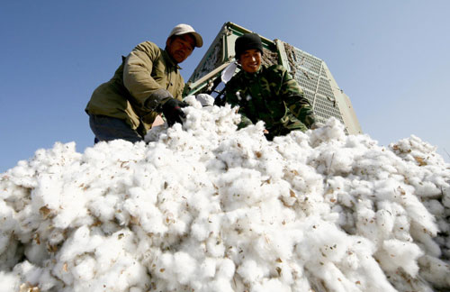 Time for cotton harvest in Xinjiang