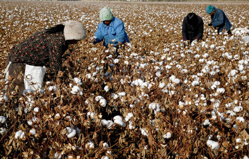 Time for cotton harvest in Xinjiang