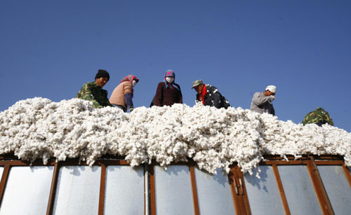 Time for cotton harvest in Xinjiang