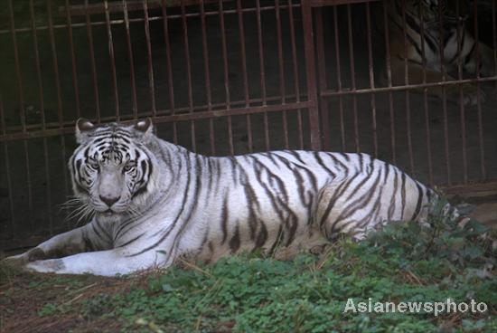 Zoo tries to find match for proud white tiger