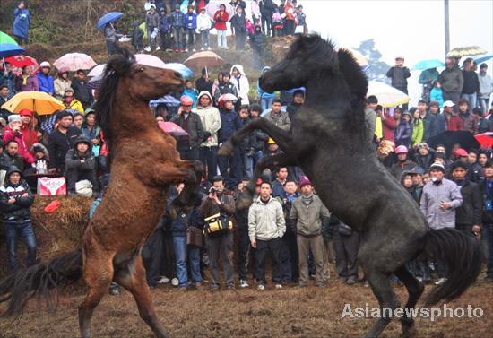 Battle of the stallions draws huge crowd