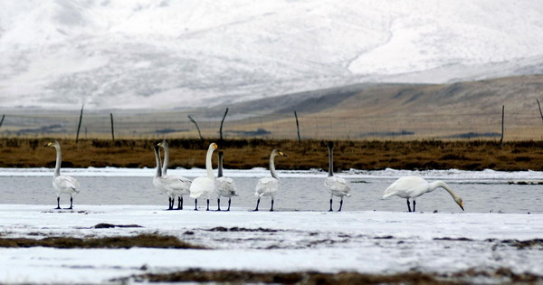 Whooping swans enjoy winter days