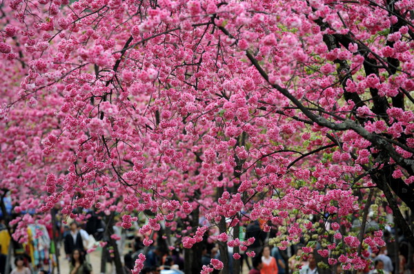 Cherry blossom marks arrival of spring