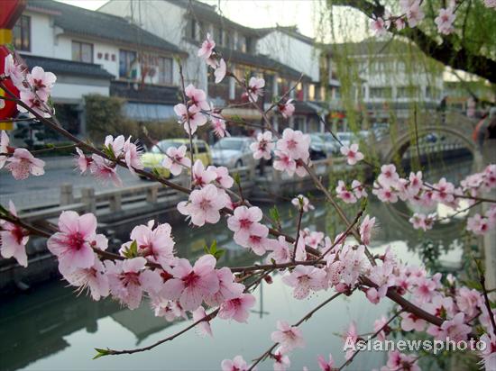 Peach flowers blossom in spring