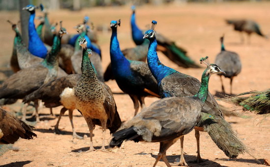 Cocky peacocks