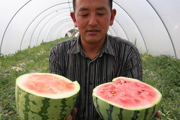 Rock-hard watermelons grow from fake seeds