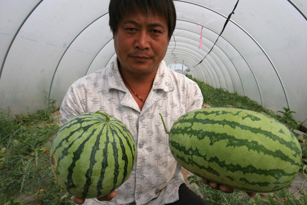Rock-hard watermelons grow from fake seeds