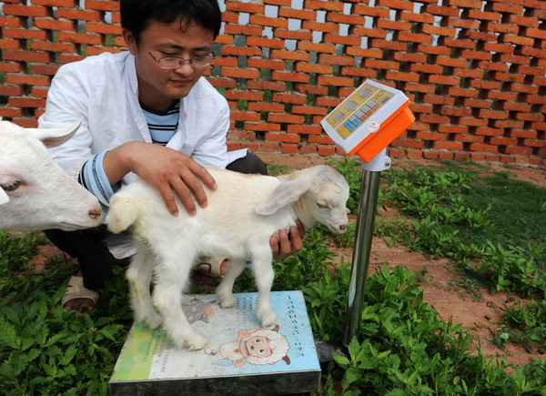 Next-generation cloned goat measures up