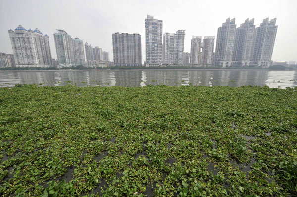 Invasive plant chokes Pearl River