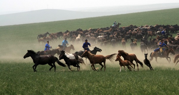 Horse culture festival held in Inner Mongolia
