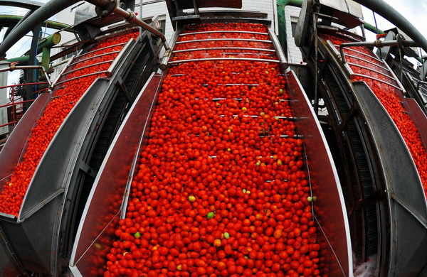 Tomato harvest season comes to Xinjiang