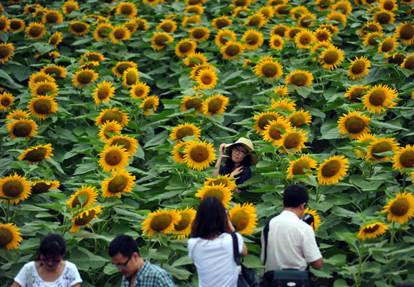 A flourish of sunflowers wow visitors