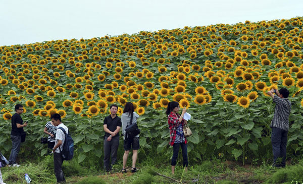A flourish of sunflowers wow visitors