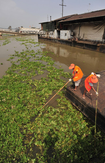 Wuhan battles flood-causing hyacinth