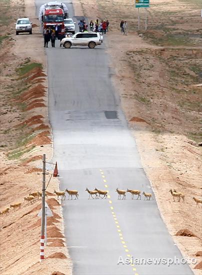 Great migration of Tibetan antelopes