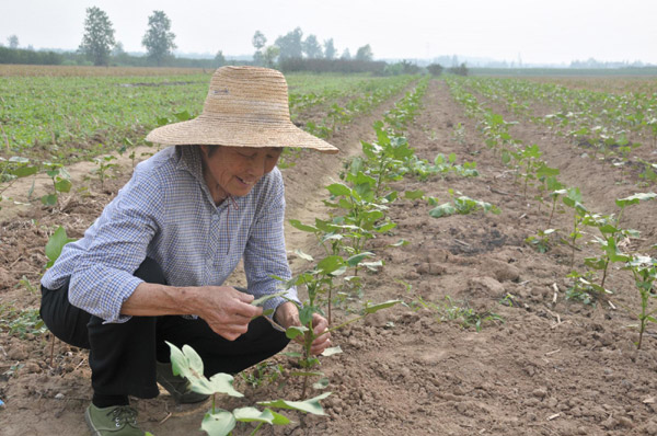 'Cotton Granny' helps farmers thrive