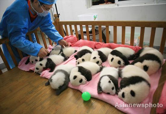 SW China city breeds 12 pandas this year