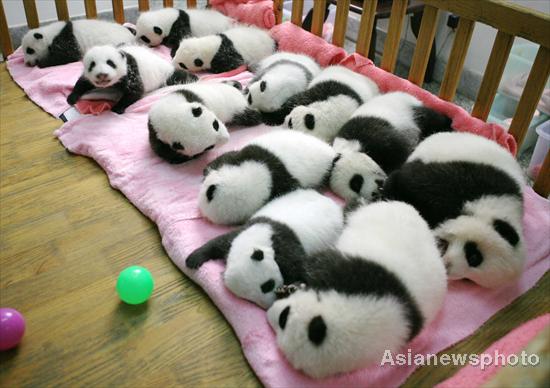 SW China city breeds 12 pandas this year