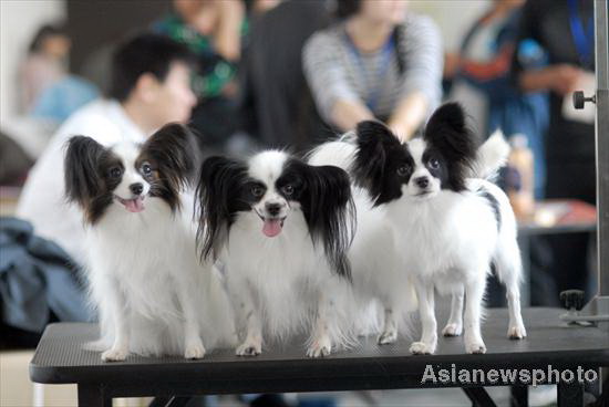 Pets Expo opens in Central China