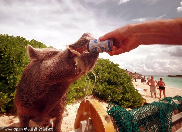 Idyllic life of a pet boar in Bahamas