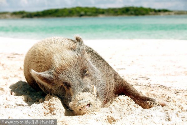 Idyllic life of a pet boar in Bahamas