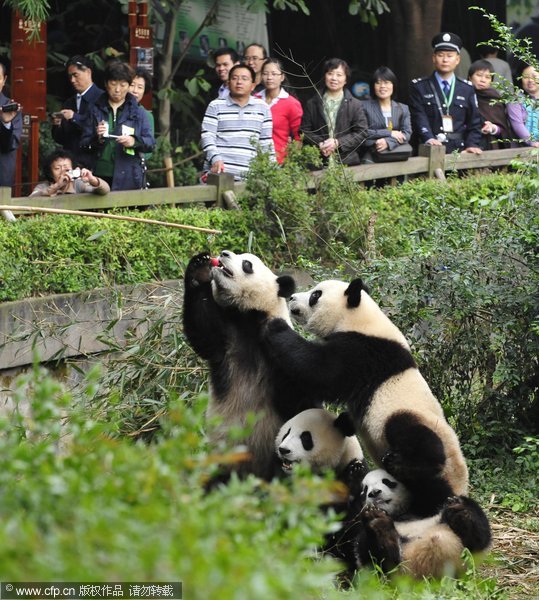 Feeding pole encourages panda exercise