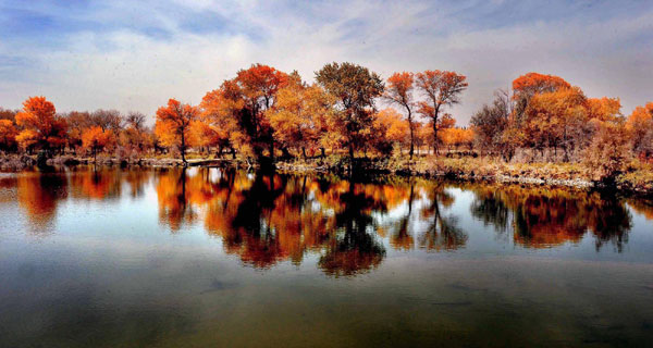 Autumn photos: Xinjiang's poplars