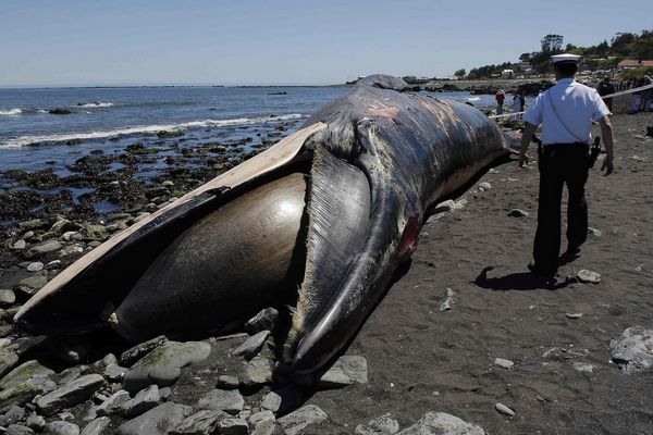 Whale found dead in Chile