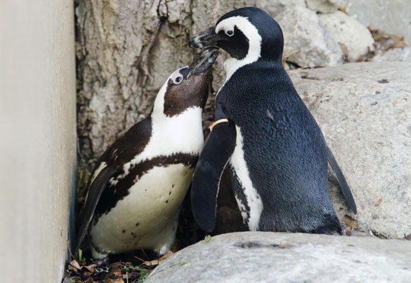 Gay penguins to be separated for preserving species
