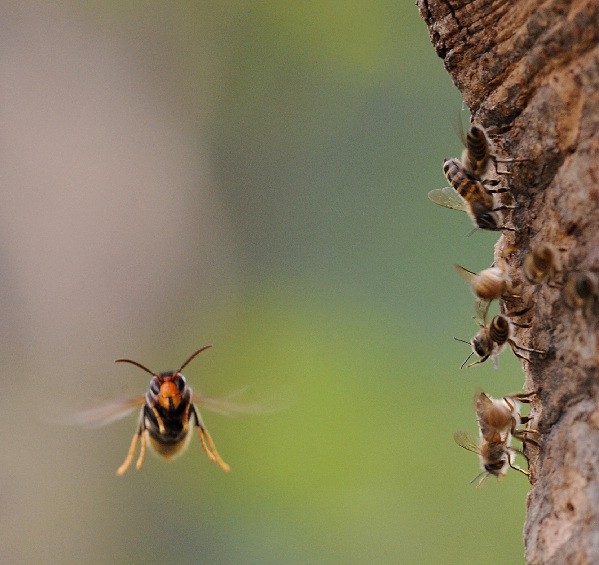 Нападения ос. Оса в атаке. Атака ОС. Осы атакуют в полях и лесах. Bee and Wasp.
