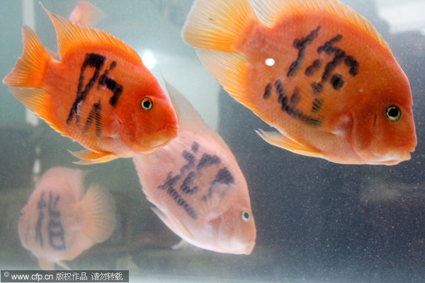 Tattooing fish may not be a smart move