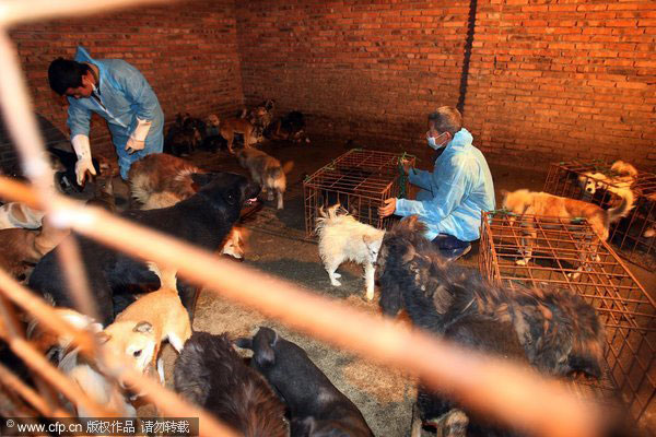 205 dogs saved from slaughterhouse