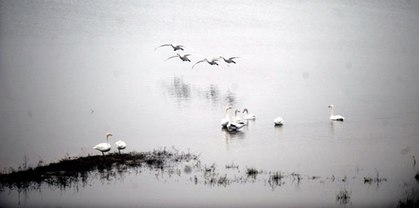 Swans from Siberia spend winter in C China