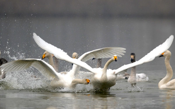 Swans from Siberia spend winter in C China