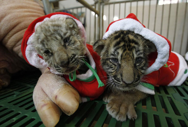 Tiger cubs celebrate Christmas Eve in Thailand|World|chinadaily.com.cn