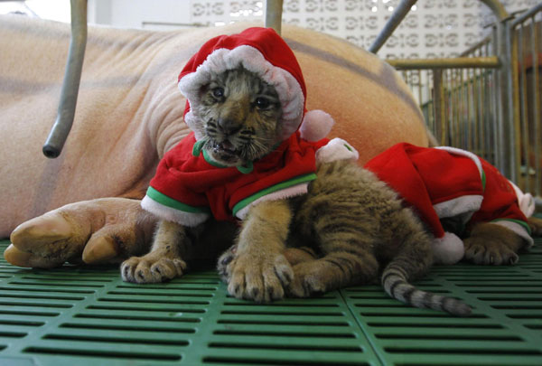 Tiger cubs celebrate Christmas Eve in Thailand